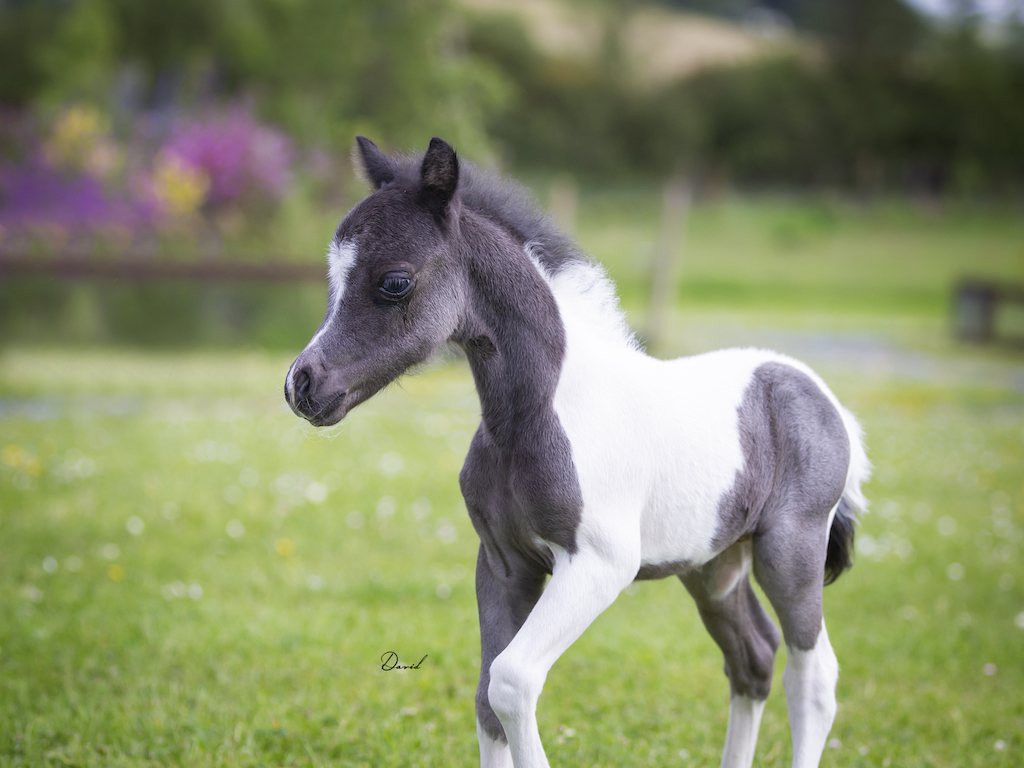 Horse gallery photo 15
