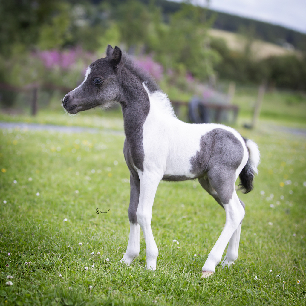 Horse gallery photo 10