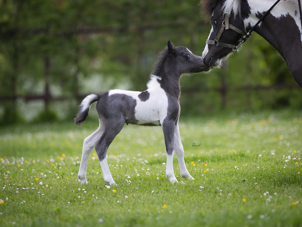 Horse gallery photo 1