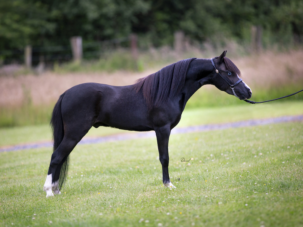 Horse gallery photo 6