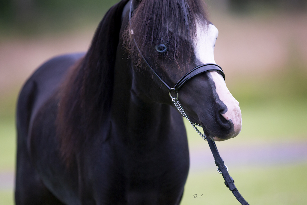 Horse gallery photo 4