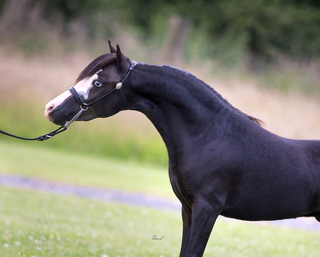 Horse gallery photo 1
