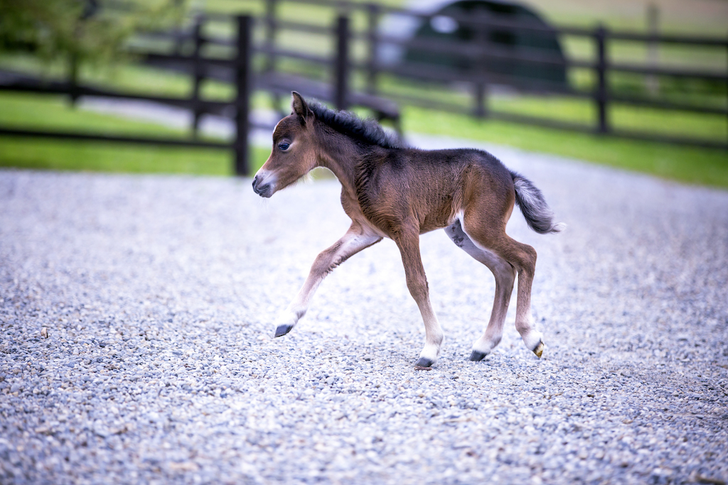 Horse gallery photo 3