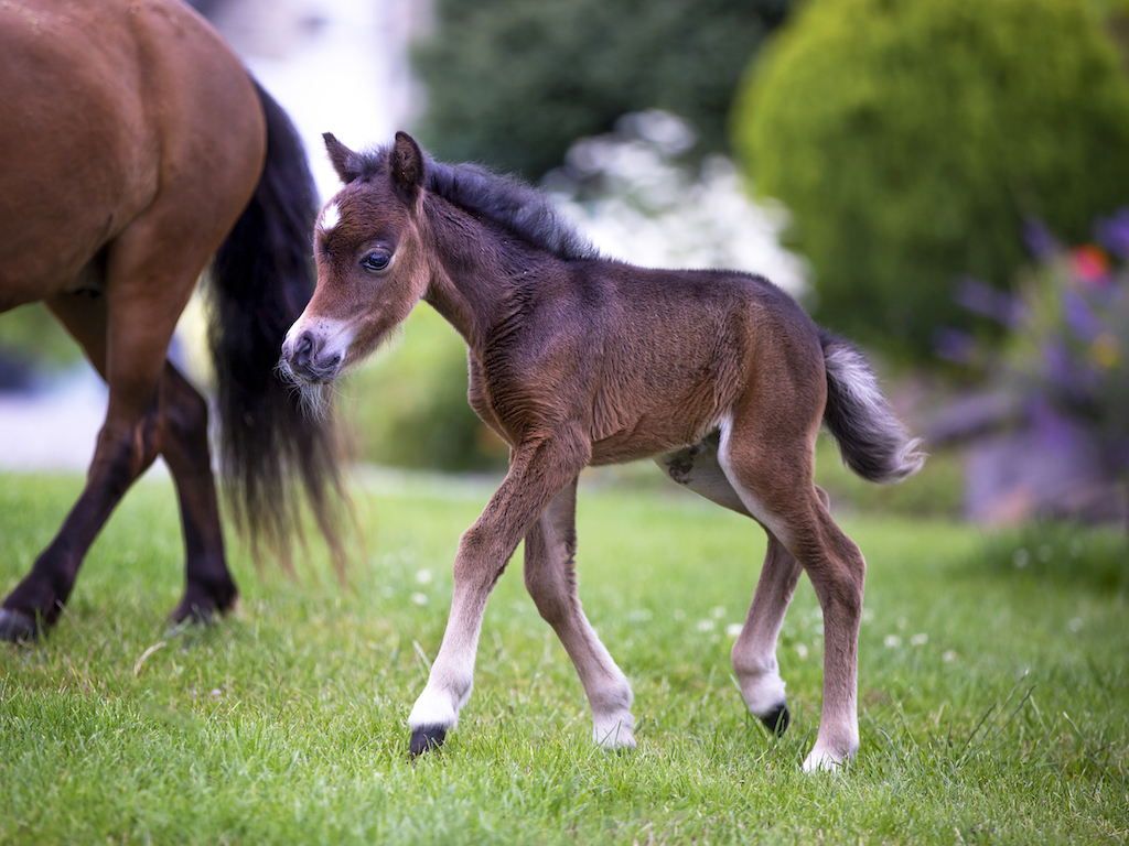 Horse gallery photo 1