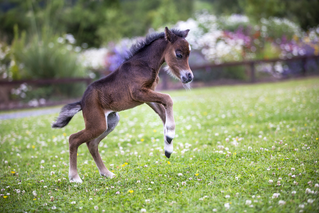 Horse gallery photo 2