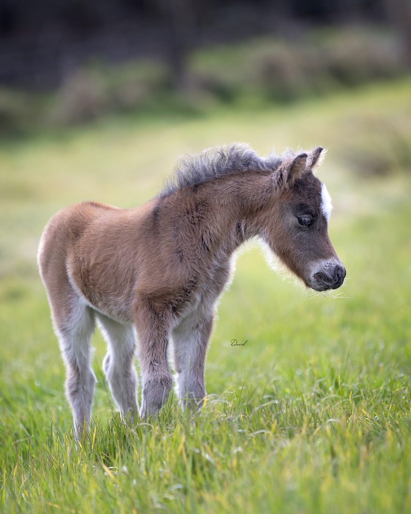 Horse gallery photo 6