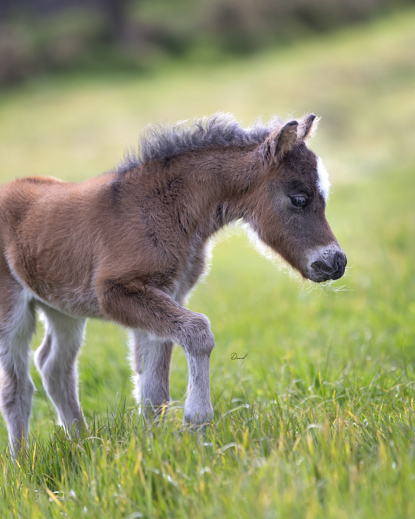 Horse gallery photo 7