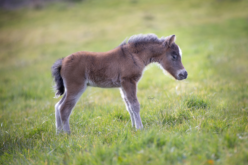 Horse gallery photo 2