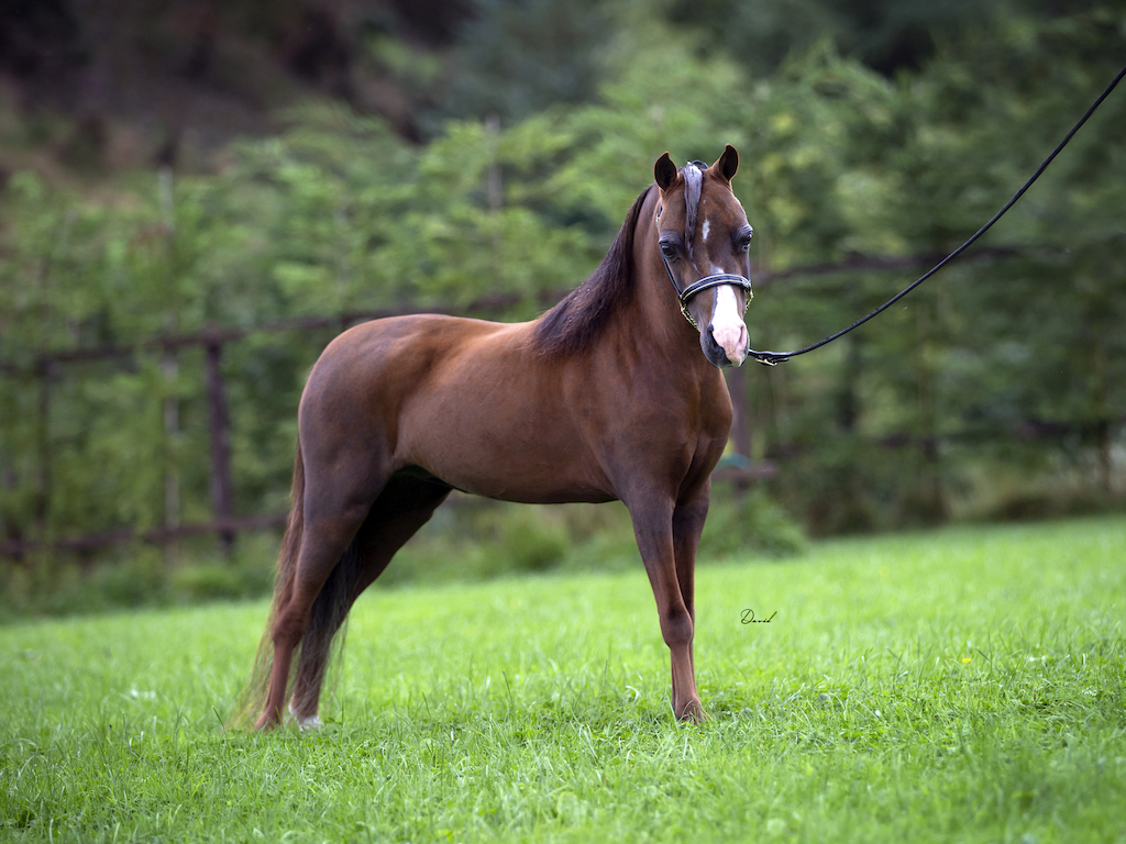 Horse gallery photo 1