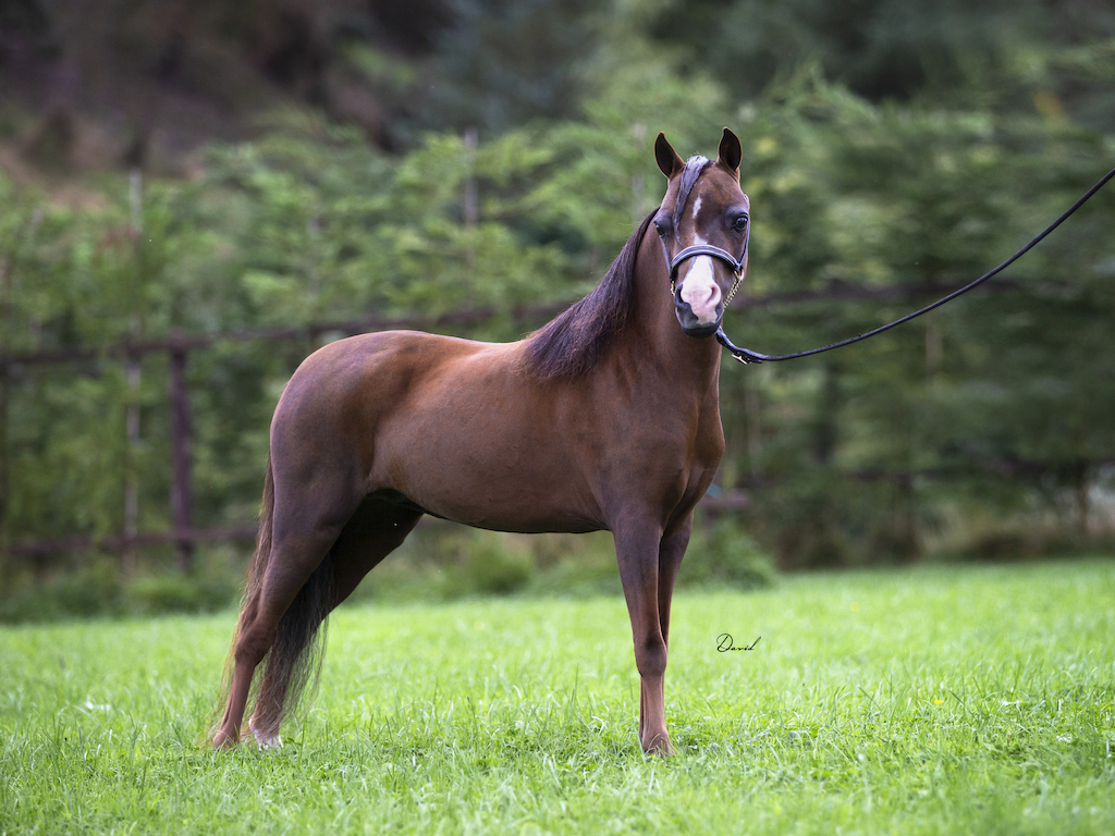 Horse gallery photo 3