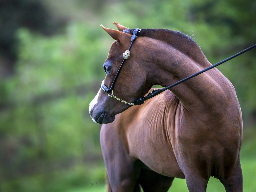 Horse gallery photo 4
