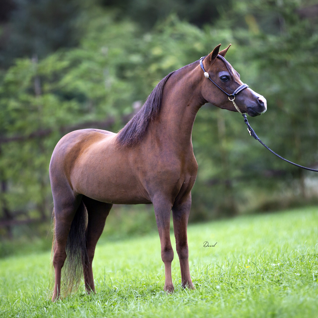 Horse gallery photo 10