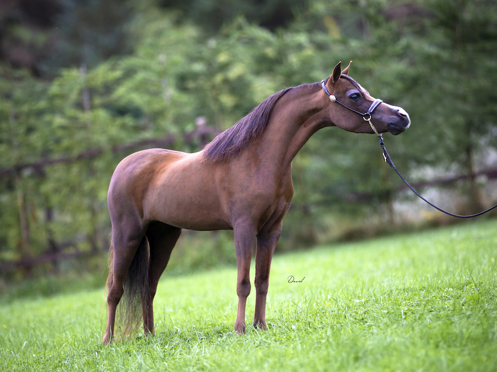 Horse gallery photo 9