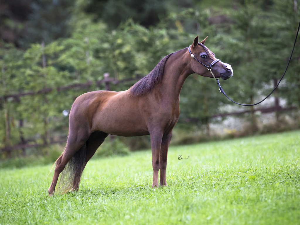 Horse gallery photo 6
