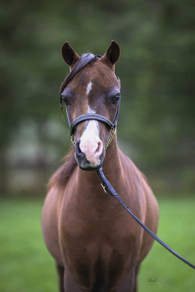 Horse gallery photo 5