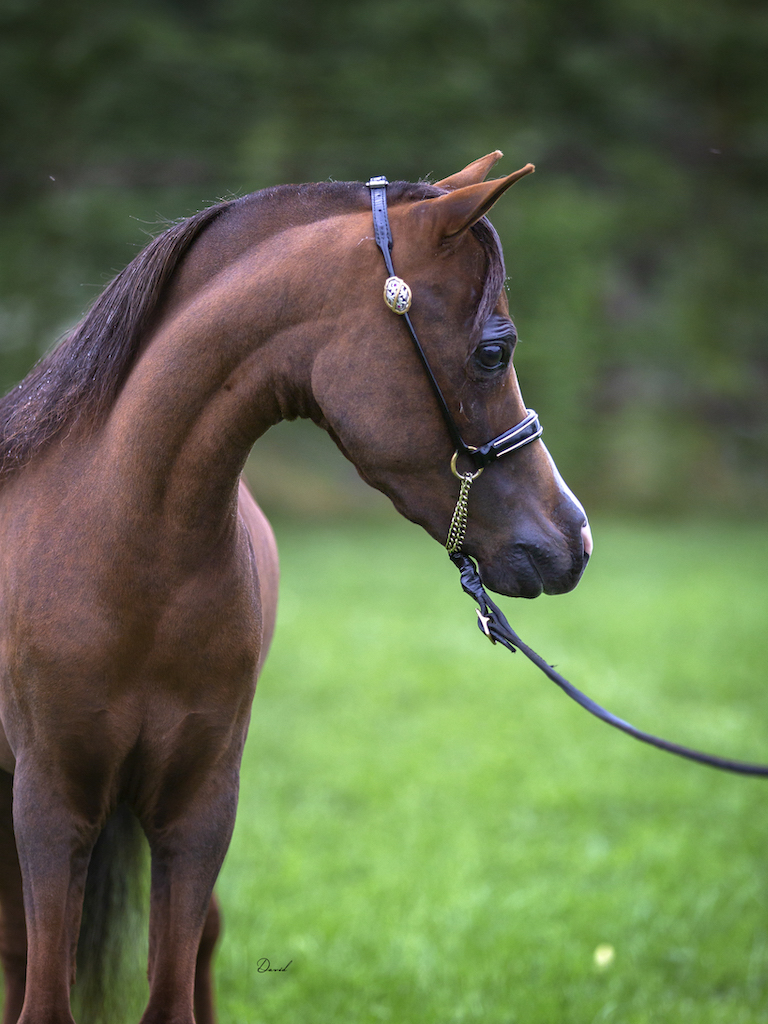 Horse gallery photo 2