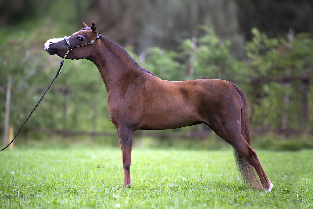 Horse gallery photo 8