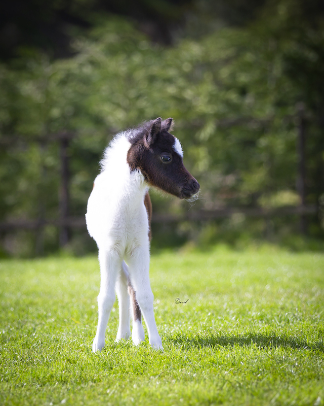 Horse gallery photo 9