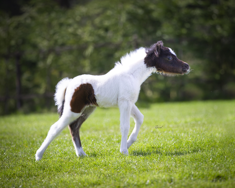 Horse gallery photo 11