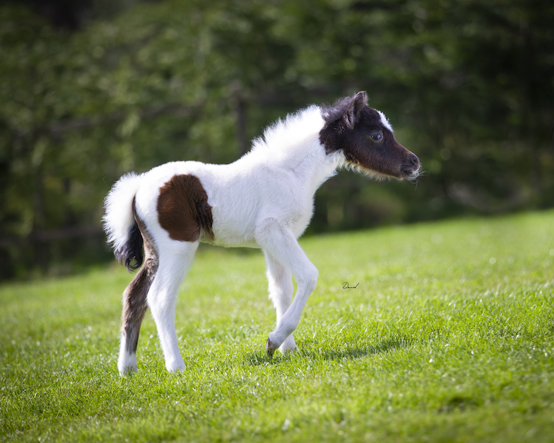 Horse gallery photo 10