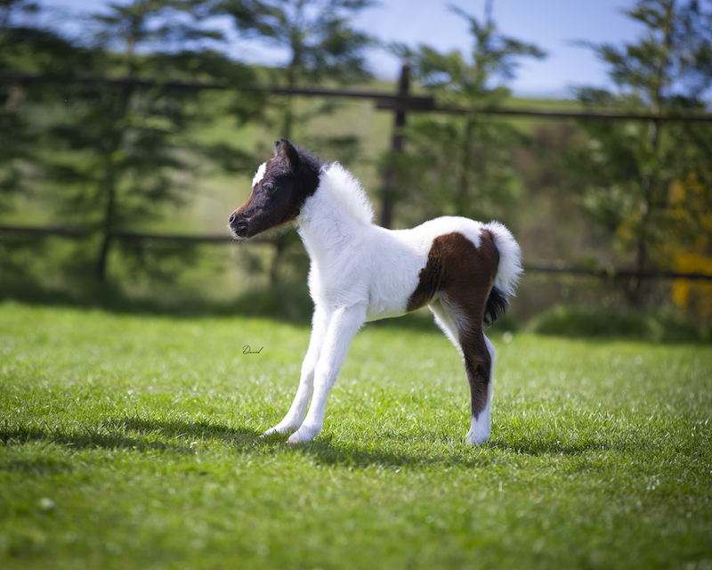 Horse gallery photo 3