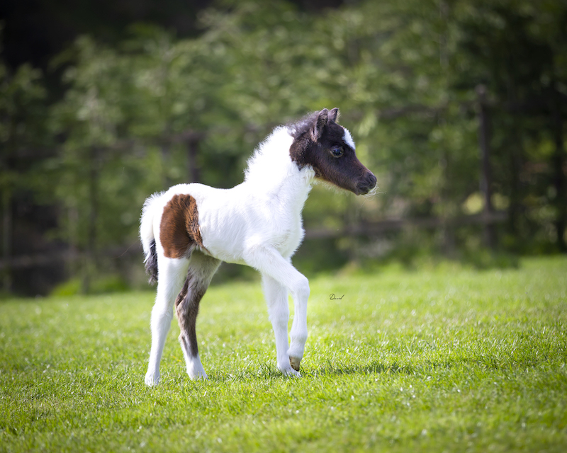Horse gallery photo 1