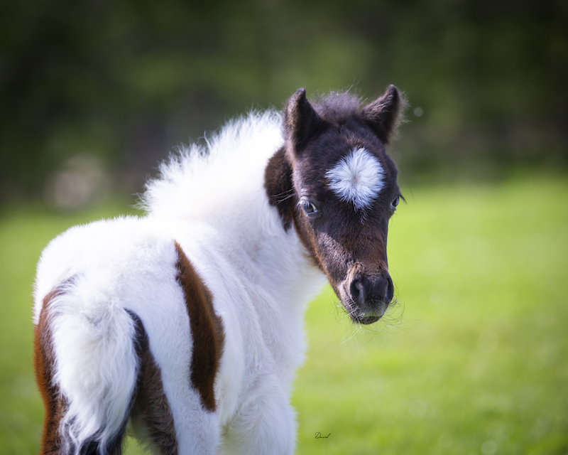 Horse gallery photo 6