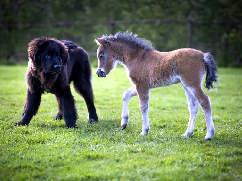 Horse gallery photo 10
