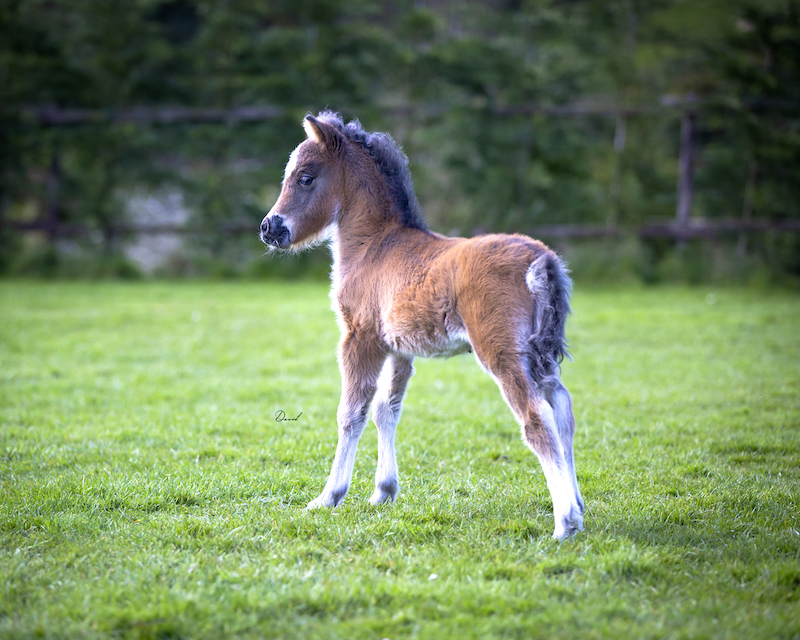 Horse gallery photo 11