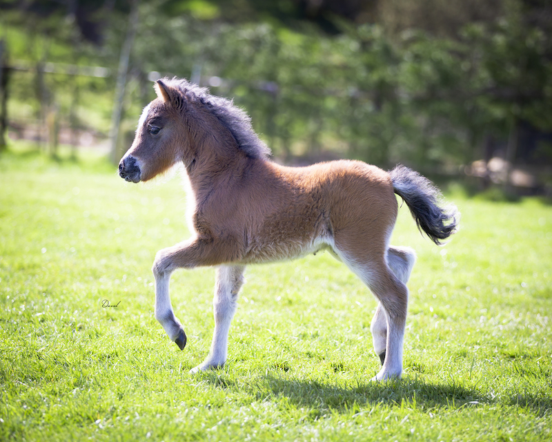 Horse gallery photo 3