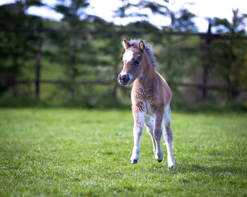 Horse gallery photo 8