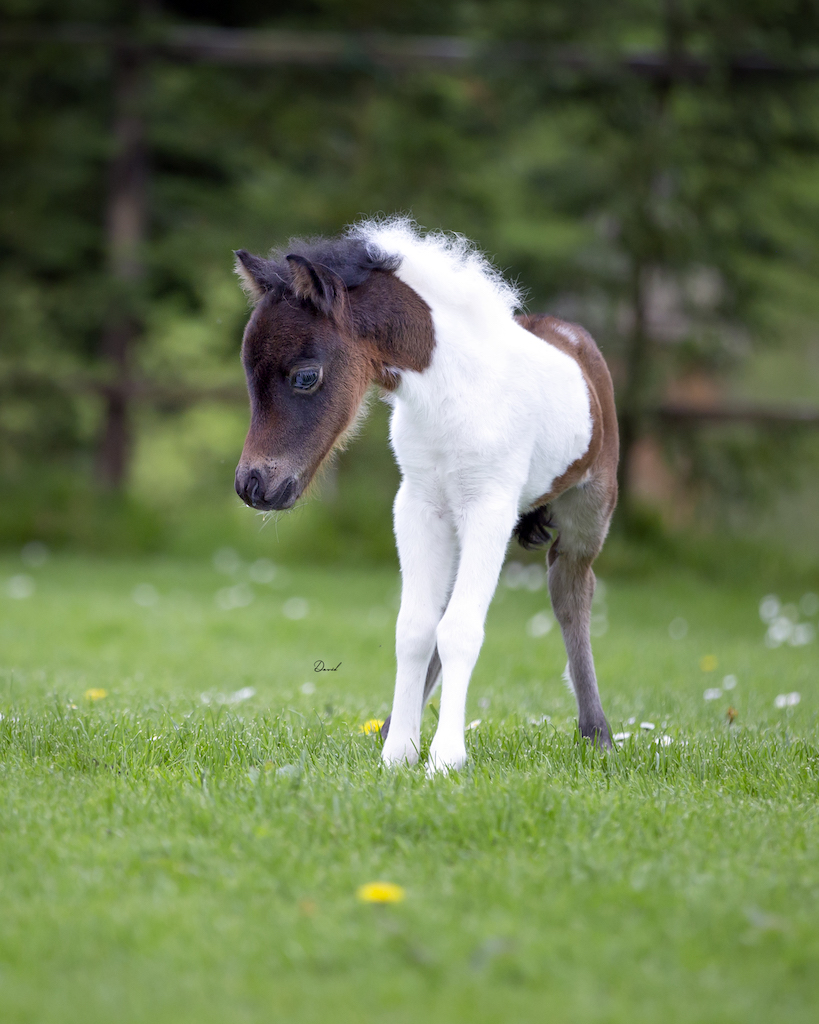 Horse gallery photo 2