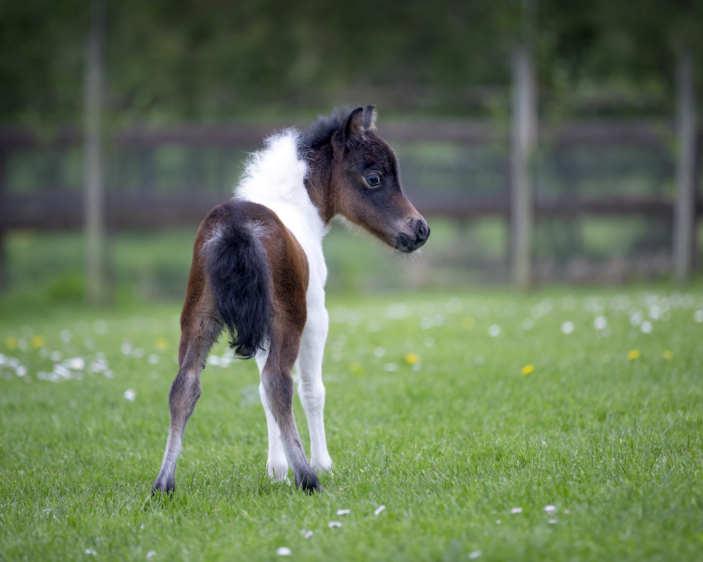Horse gallery photo 5