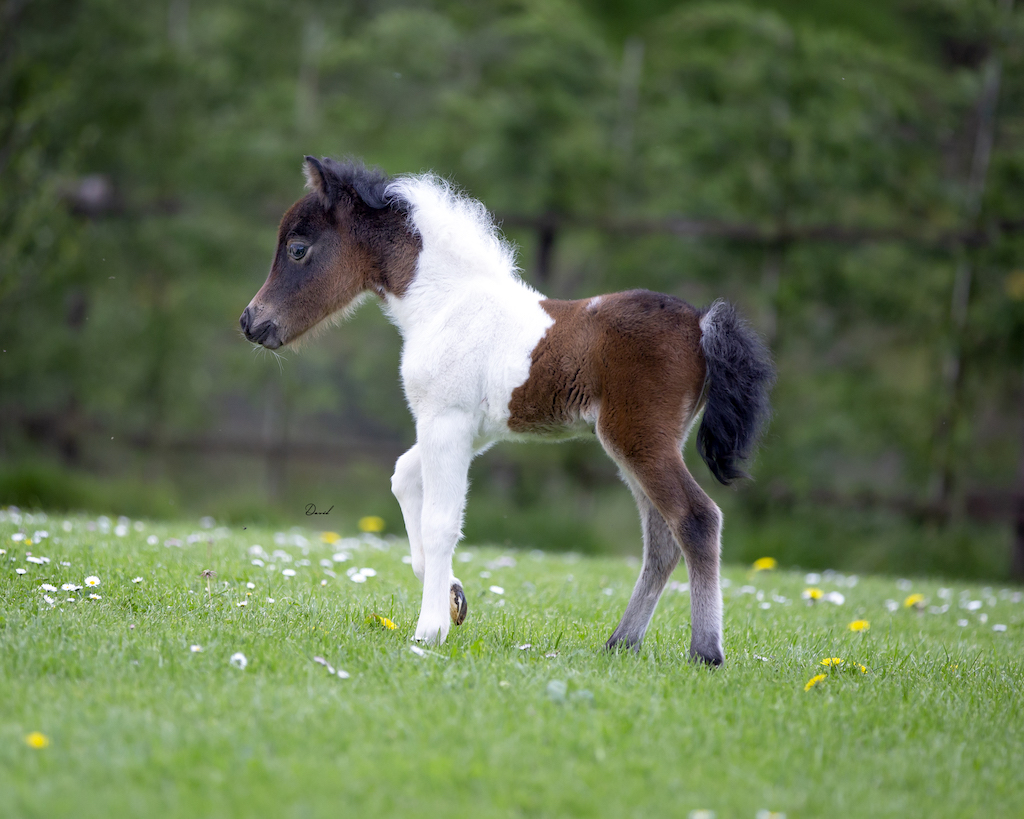 Horse gallery photo 8