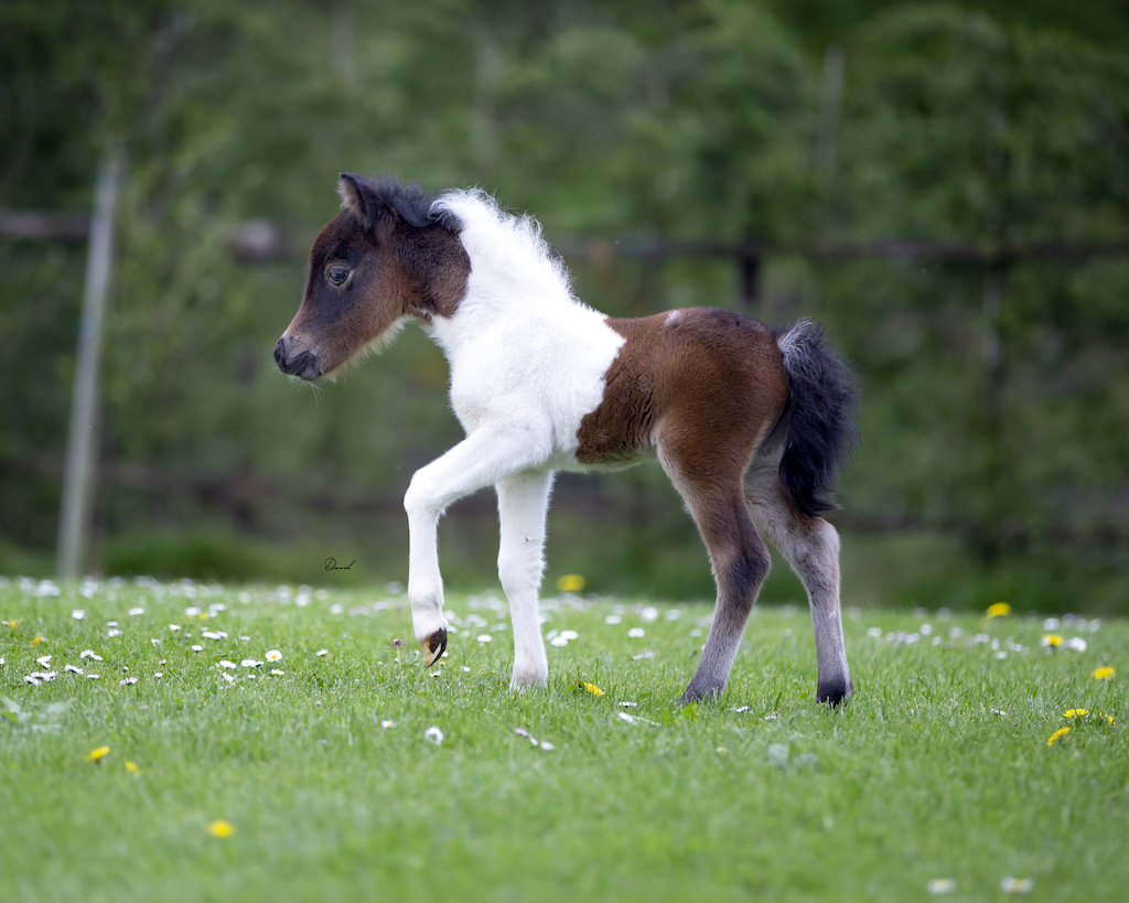 Horse gallery photo 4
