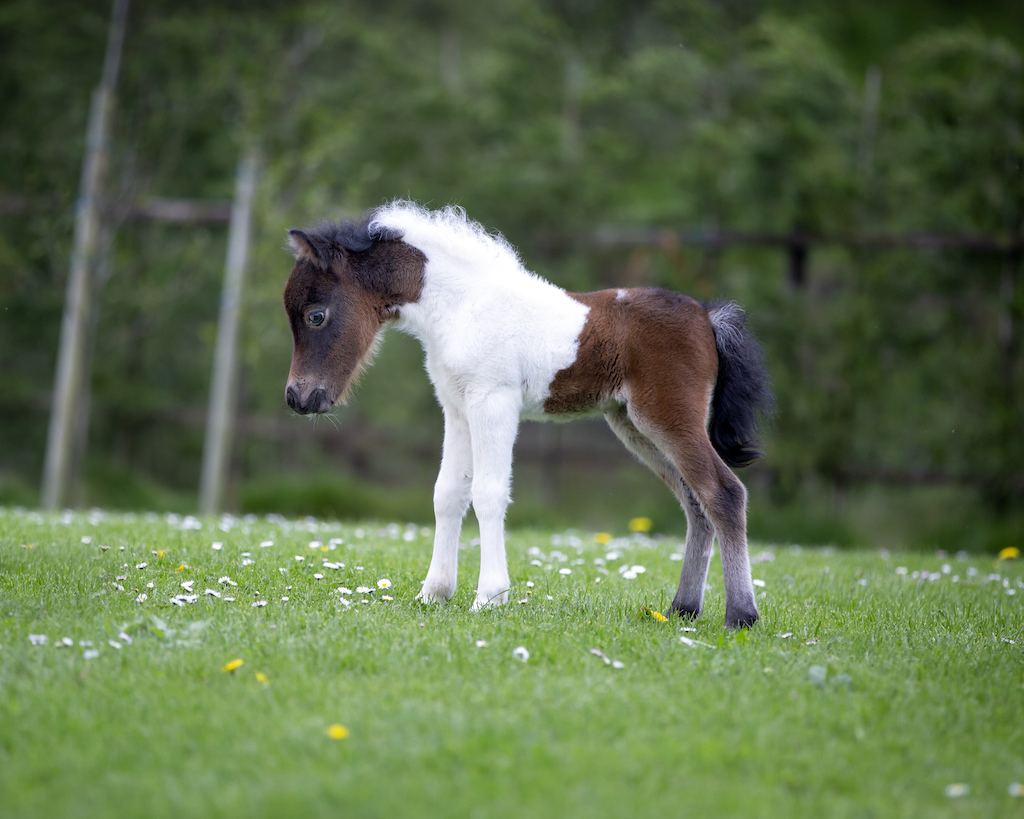 Horse gallery photo 7