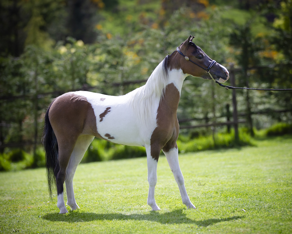 Horse gallery photo 5
