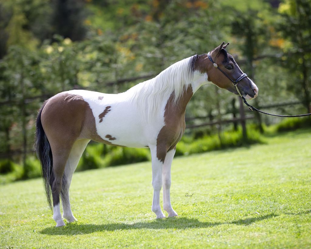 Horse gallery photo 1