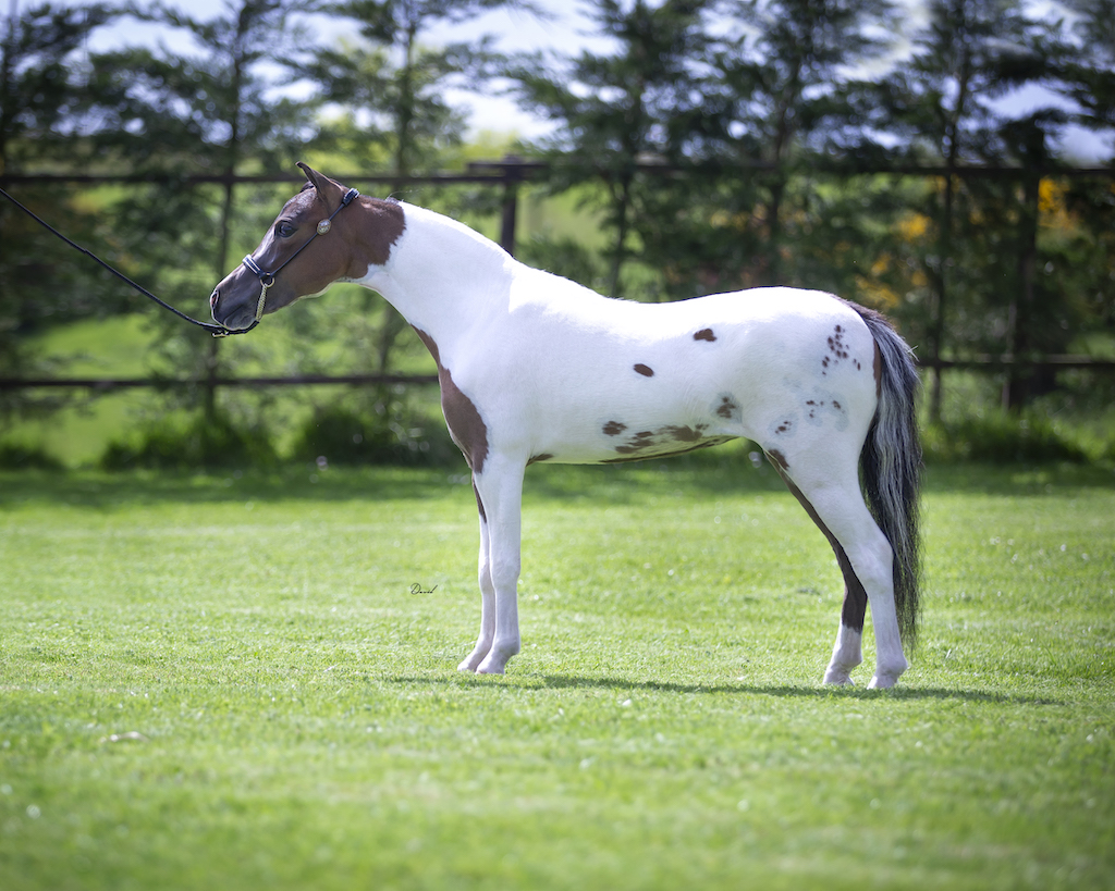 Horse gallery photo 4