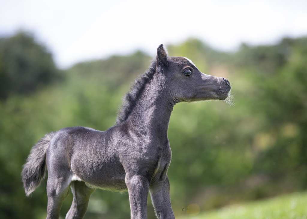 Horse gallery photo 2