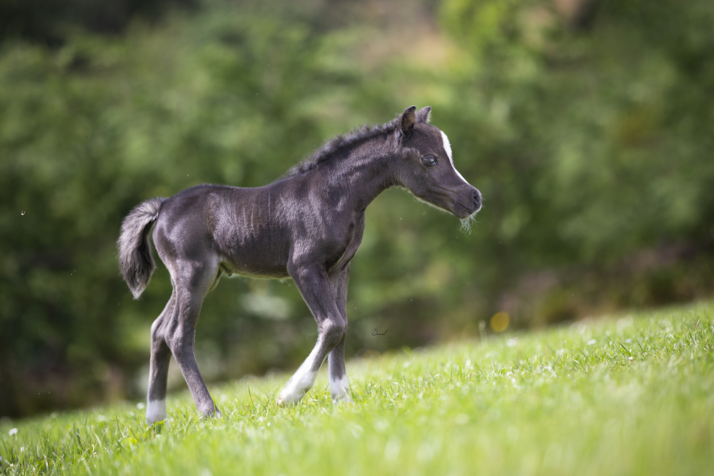 Horse gallery photo 3