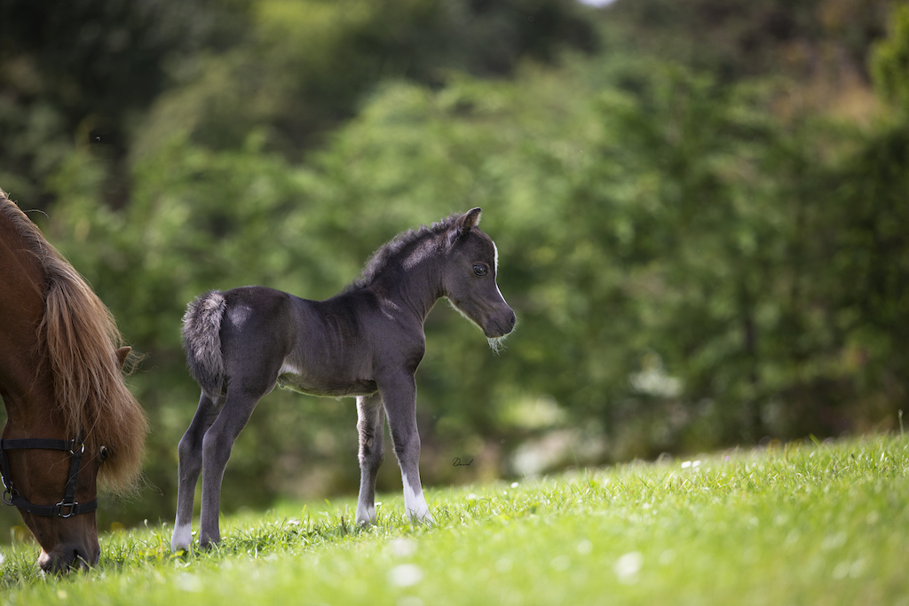 Horse gallery photo 1