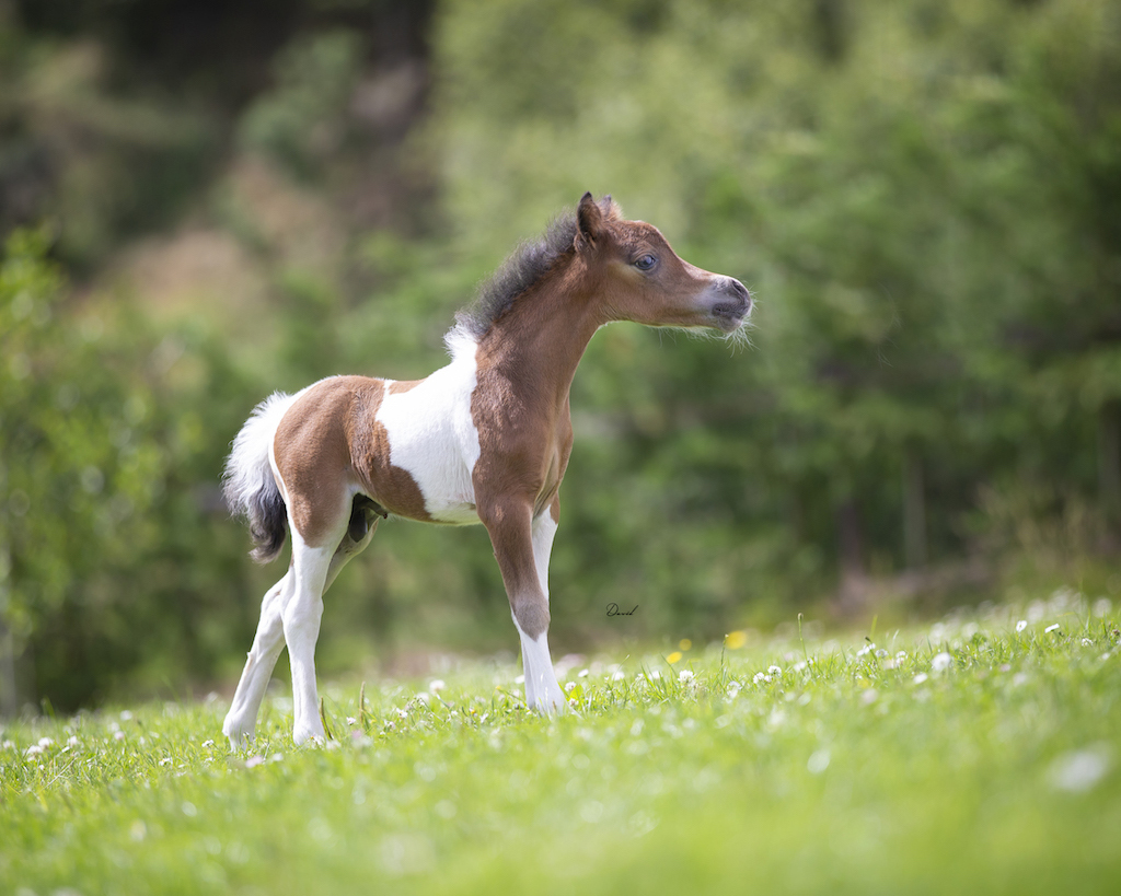 Horse gallery photo 3