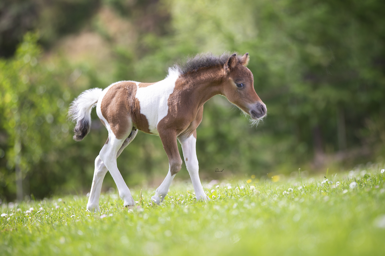 Horse gallery photo 4