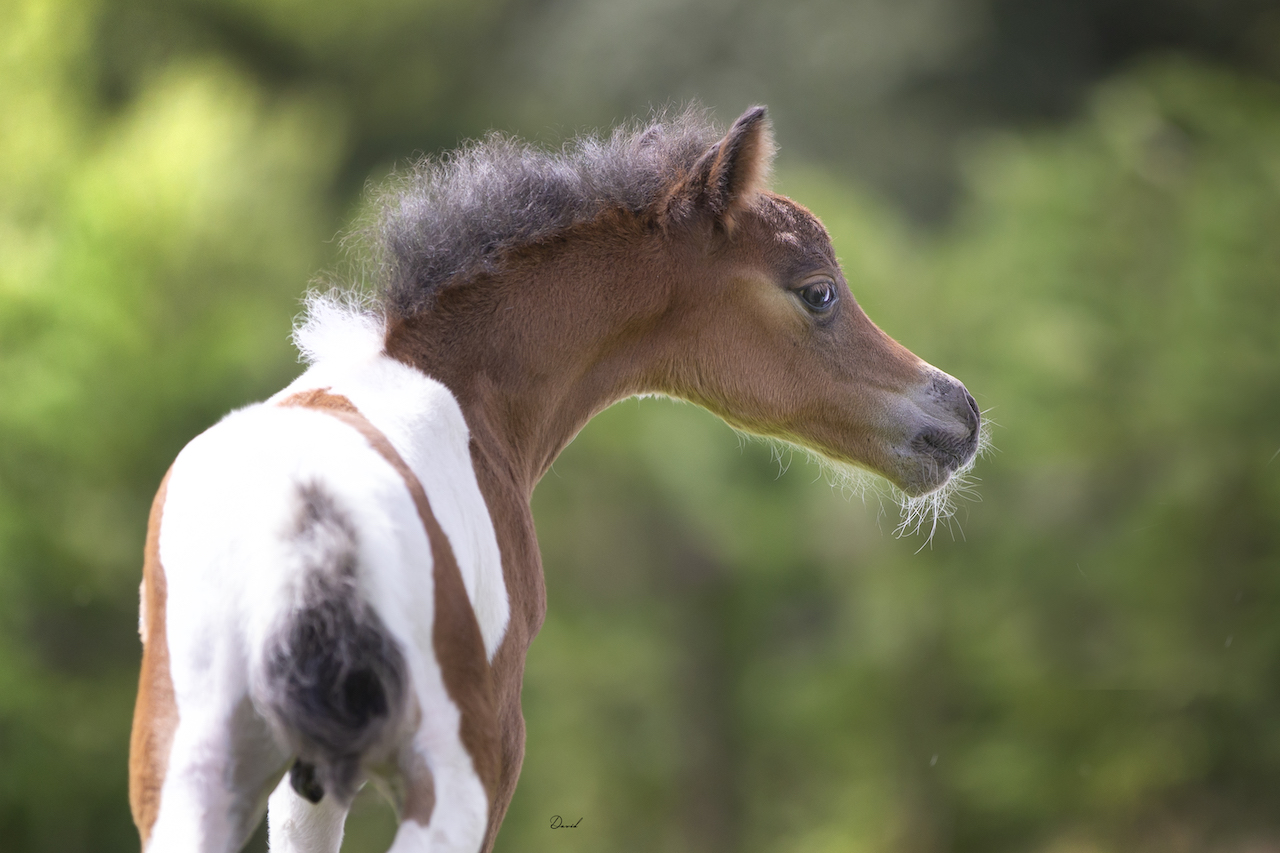 Horse gallery photo 1