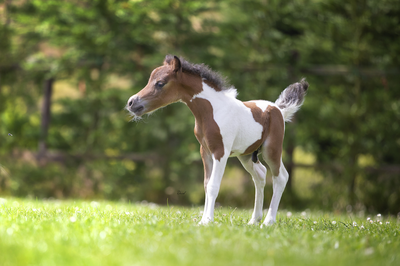 Horse gallery photo 2