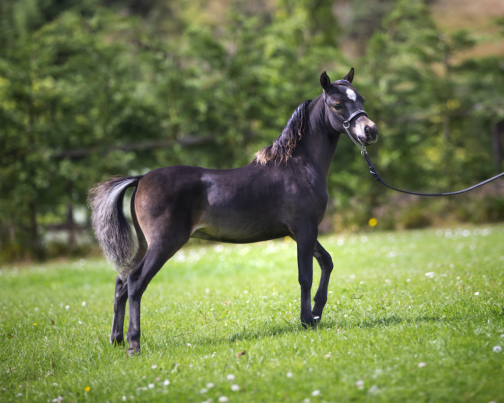 Horse gallery photo 4