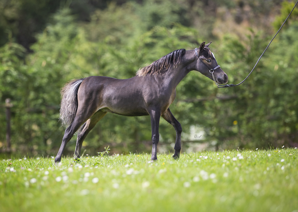 Horse gallery photo 5