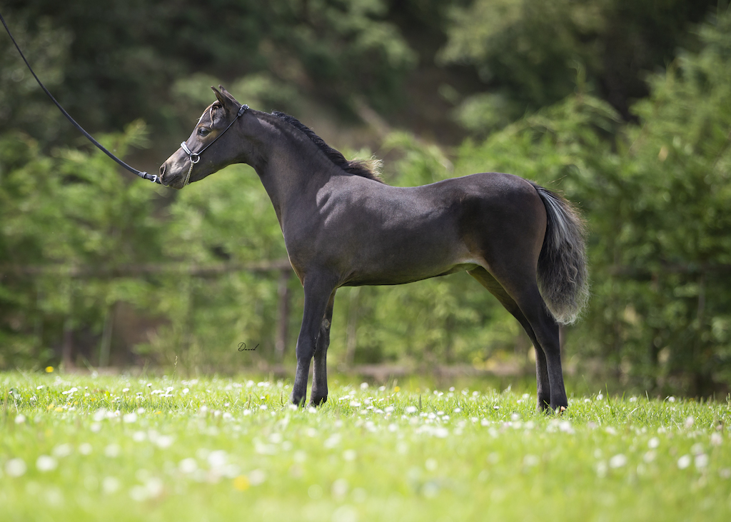 Horse gallery photo 1