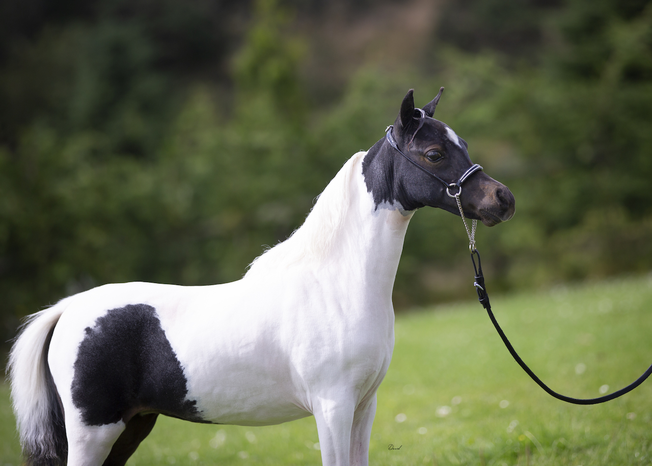Horse gallery photo 5